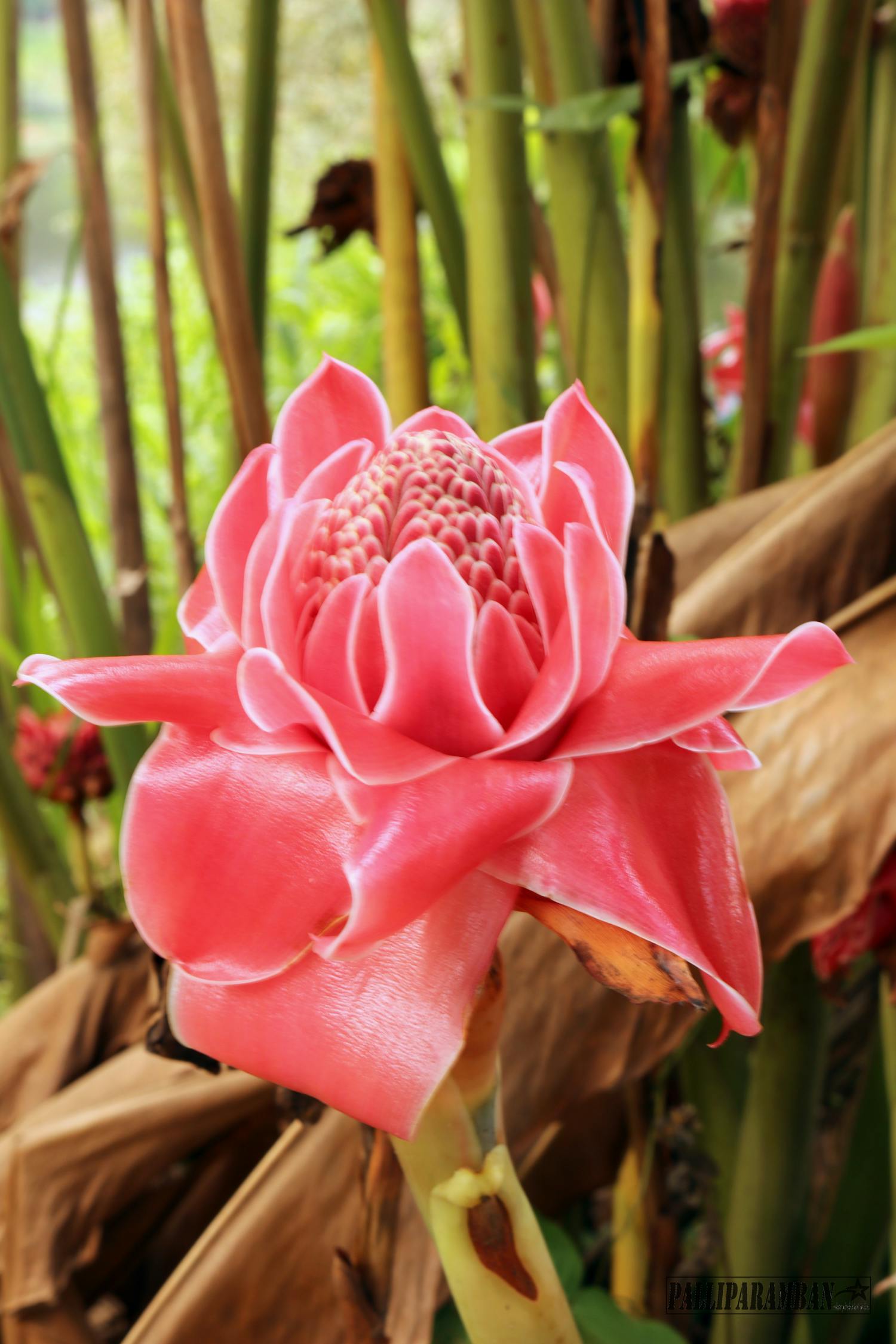 西安最新交友群动态,活力社交圈子的蓬勃发展